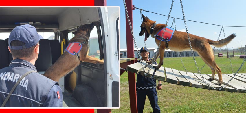 Dedektör köpekler, jandarmaya operasyonlarda güç katıyor