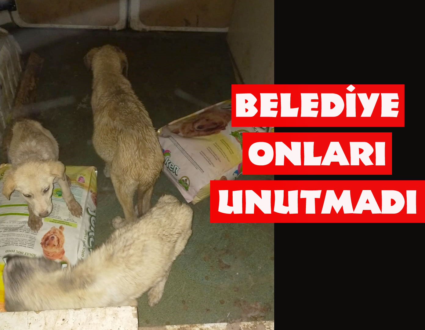 Sokak hayvanlarını belediye ekipleri hayata döndürdü