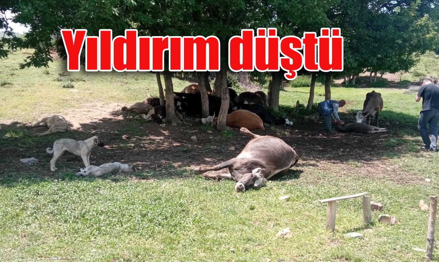 16 büyükbaş hayvan telef oldu